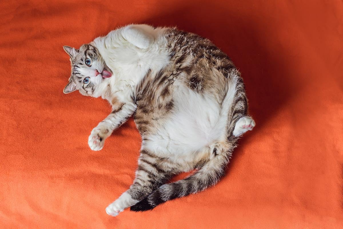 glp 1 animal New GLP1 Implant May Help Overweight Pets Study Underway