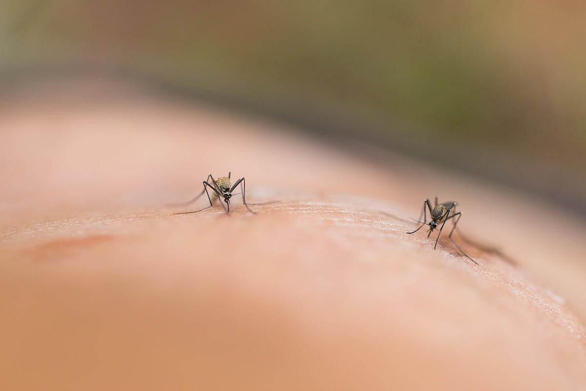 does cigarette smoke attract mosquitoes Why Mosquitos Might Be Attracted To You