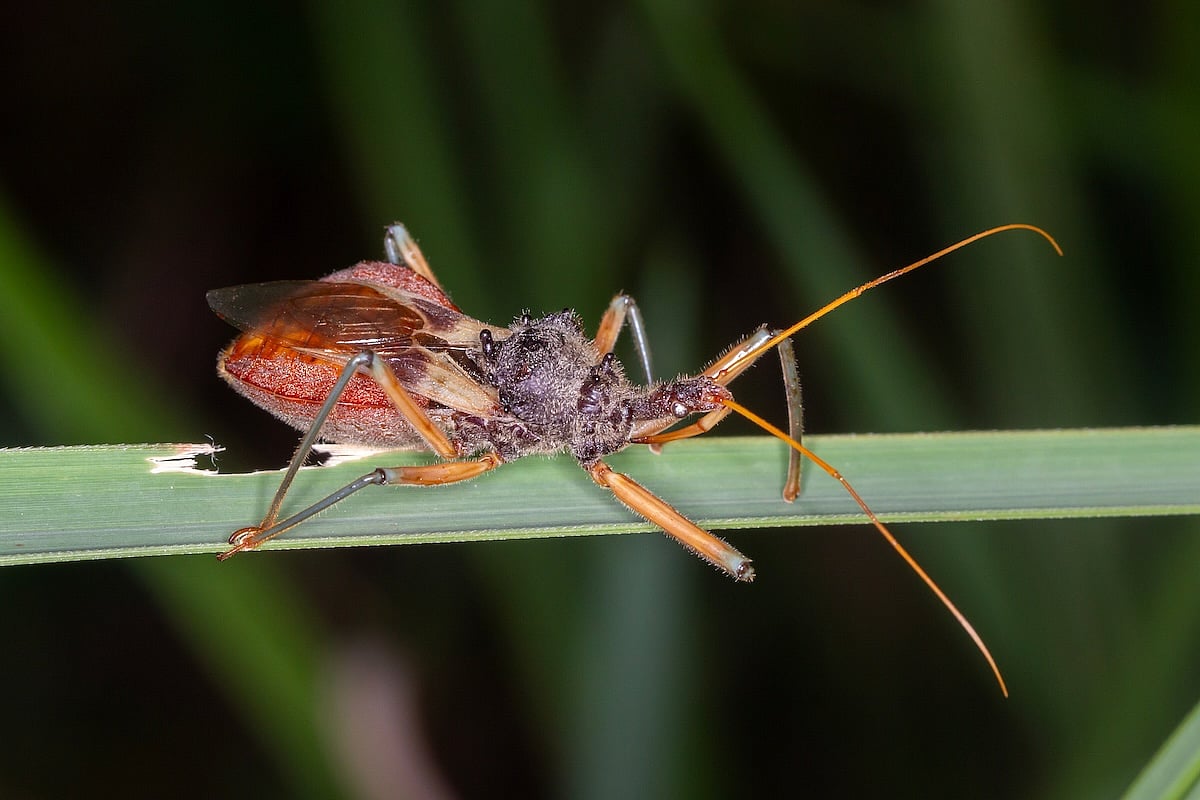 Kissing Bug Disease Spreading in US CDC Report Says | Powers Health